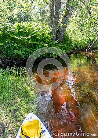 Green ferns on the bank of a small forest river Stock Photo