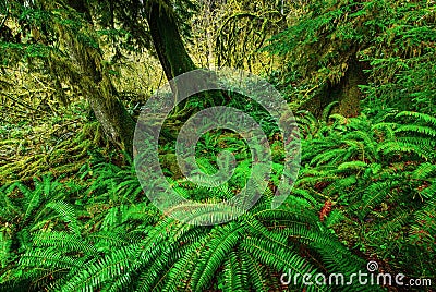 Green Ferns Stock Photo