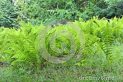 Green ferns growing on forest clearing Stock Photo