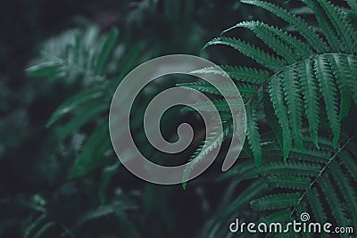 Green ferns leaves pattern background. Ferns leaves nature dark green tone background Stock Photo