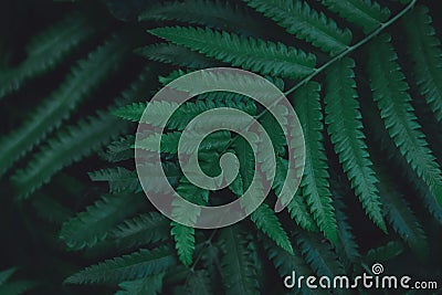 Green ferns leaves pattern background. Ferns leaves nature dark green tone background Stock Photo