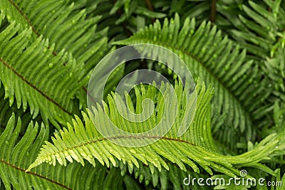 Green ferns leaves with waterdrops as natural background Stock Photo