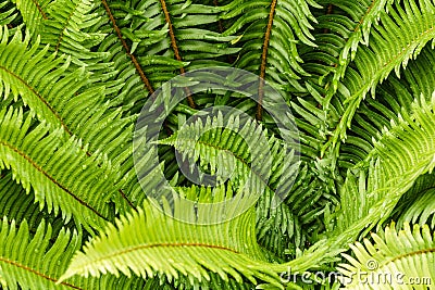 Green ferns leaves with waterdrops as natural background Stock Photo