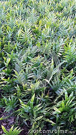 Green ferns look like they are waving at you from a bed of vibrant green Stock Photo