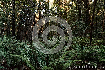 Green ferns among the trees on Avenue of the Giants, California, USA. Stock Photo