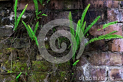 Green ferns on the walls. Stock Photo