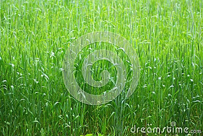 Green field Stock Photo