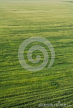 Green field Stock Photo