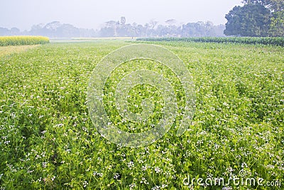 Green field of blooming coriander with small white flowers Stock Photo