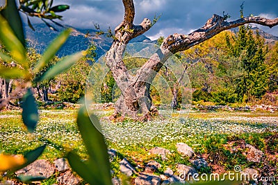 Green field of blooming daisy flowers in olive garden. Stunning rural scene of Albania, Europe. Stock Photo