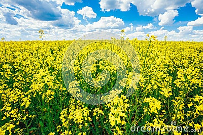 Green Field Blue Sky. Early Summer, Flowering Rapeseed. Oilseed Stock Photo