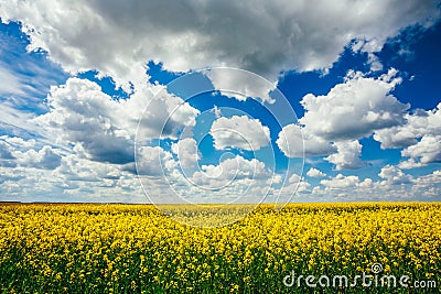 Green Field Blue Sky. Early Summer, Flowering Rapeseed. Oilseed Stock Photo