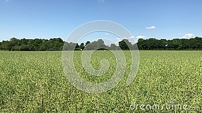 Green field with blue sky and a few clouds with driving cars in background Stock Photo
