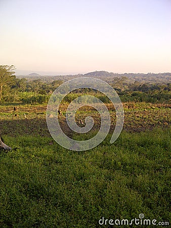 Green field, blue sky Stock Photo