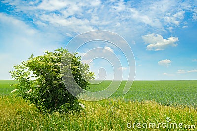 Green field and blue sky with light clouds Stock Photo