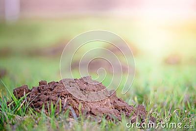 Green field with burrows of moles Stock Photo