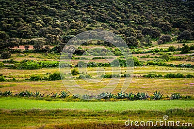 Green field cactus and forest trees Stock Photo