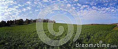 Green field of corn in the village of Bethlehem of Galilee in the north of Israel Stock Photo