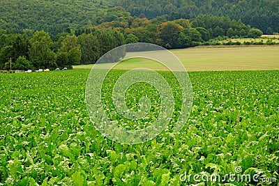 Green field with crop. Stock Photo