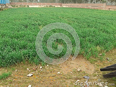 Green field farmed by indian farmers Stock Photo