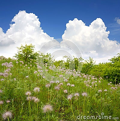 Green field with flowers Stock Photo