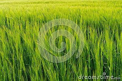 Green field full of wheat Stock Photo