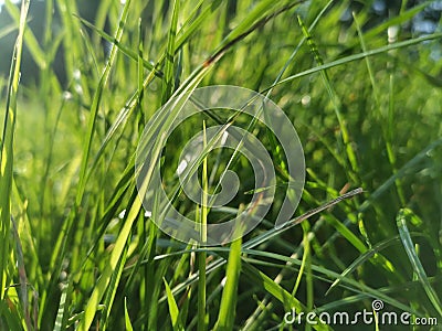 A green field of grass Stock Photo