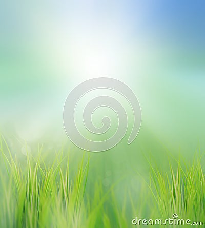 Green field in morning light Stock Photo