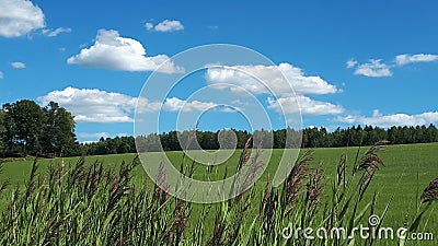 Green field og south Sweden Stock Photo