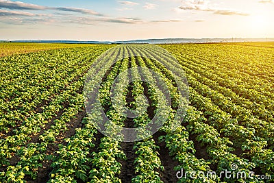 Green field of potato crops in a row. Stock Photo