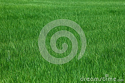 Green Field Rice Lawn Surface Wild Natural Background Stock Photo