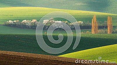 Green Field Rolling Landscape With White Tree.Landscape With White Springtime Flowering Trees On Background Green Hill, Stock Photo