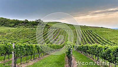 green field with rows of vines for harvesting Ripe grapes for the production of fine wines Stock Photo