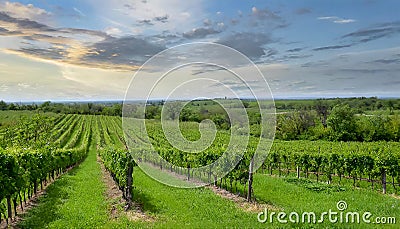 green field with rows of vines for harvesting Ripe grapes for the production of fine wines Stock Photo