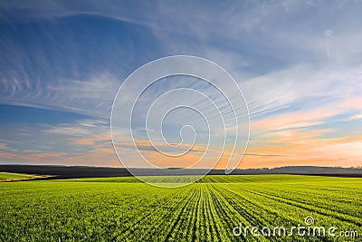 Green field with rows of young wheat sprouts and sky in sunset colors Stock Photo