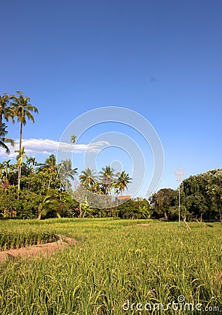 Mostly coconut fields. Stock Photo