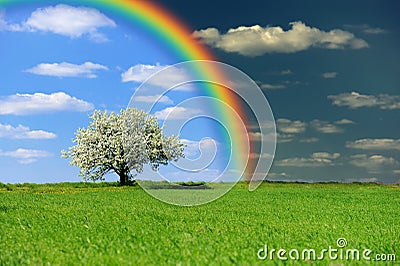 Green field with tree and rainbow Stock Photo