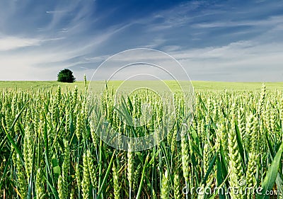 Green field of wheat Stock Photo