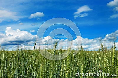 Green field of wheat with cloudy blue sky Stock Photo