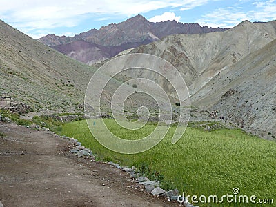 Green field of wheats in the remote Valley of Markah in Ladakh, India. Stock Photo