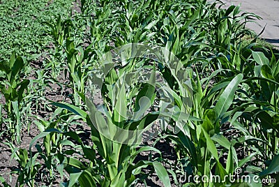 Green field with young corn for popcorn Stock Photo