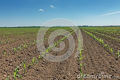 Green field with young corn. Rows Green Corn Field. Stock Photo