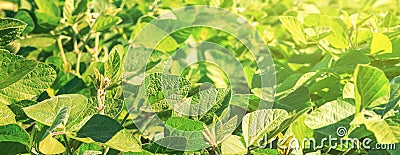 The green field of young flowering soybean plants grows in rows in the rays of the summer sun Stock Photo