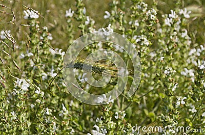 Green fields-Beautiful rural background Stock Photo