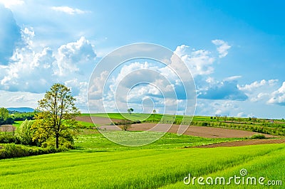 Green fields, Croatia, Slavonia region Stock Photo