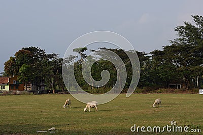 green fields and a herd of goats Stock Photo