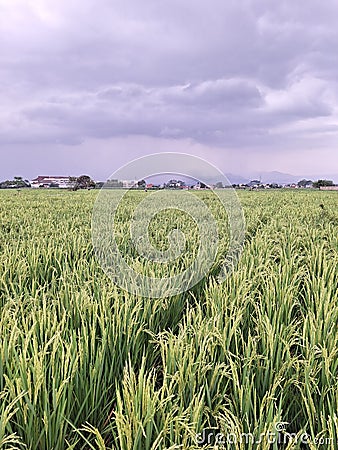 Green fields intersected with irrigation canals form a beautiful natural mosaic. Stock Photo