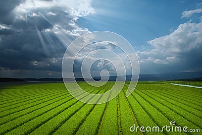 Green fields after raining Stock Photo