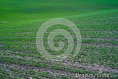 Green fields of Toten Stock Photo