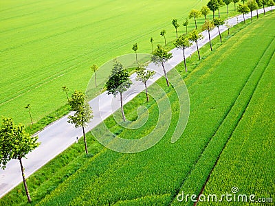 Green fields with trees alley and road Stock Photo